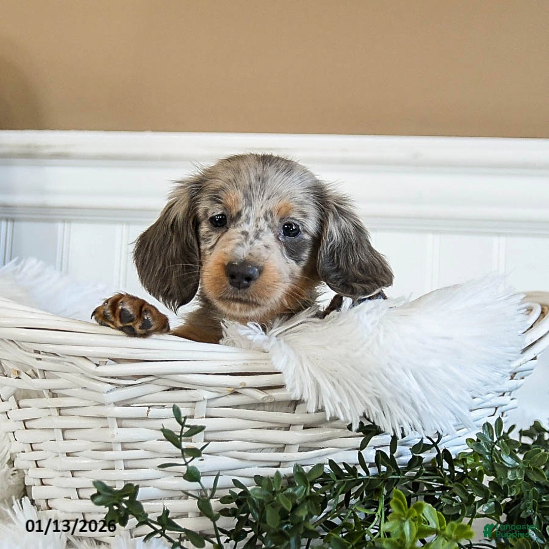Miniature Dachshund dogs for sale: Molly - Ad 2