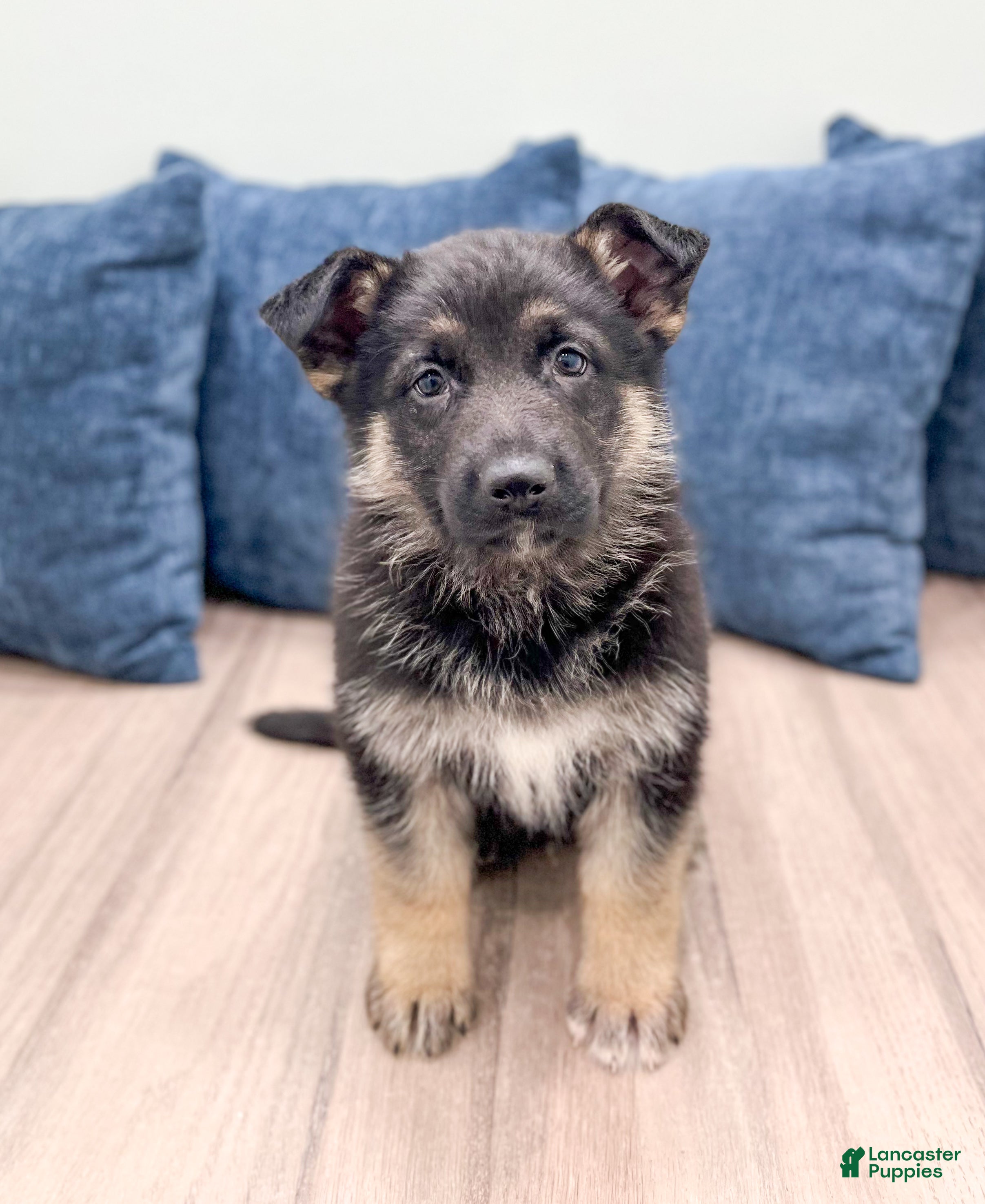 German Shepherd dogs Tucker - Ad 1