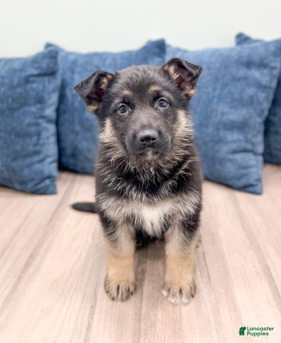 German Shepherd dogs for sale: Tucker - Ad 1