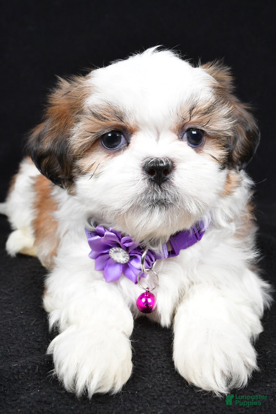Shih Tzu dogs for sale: Hazel - Ad 4