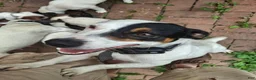 Jack Russell Terrier dogs for sale: Jack Russell Terrier 3 - Ad 14