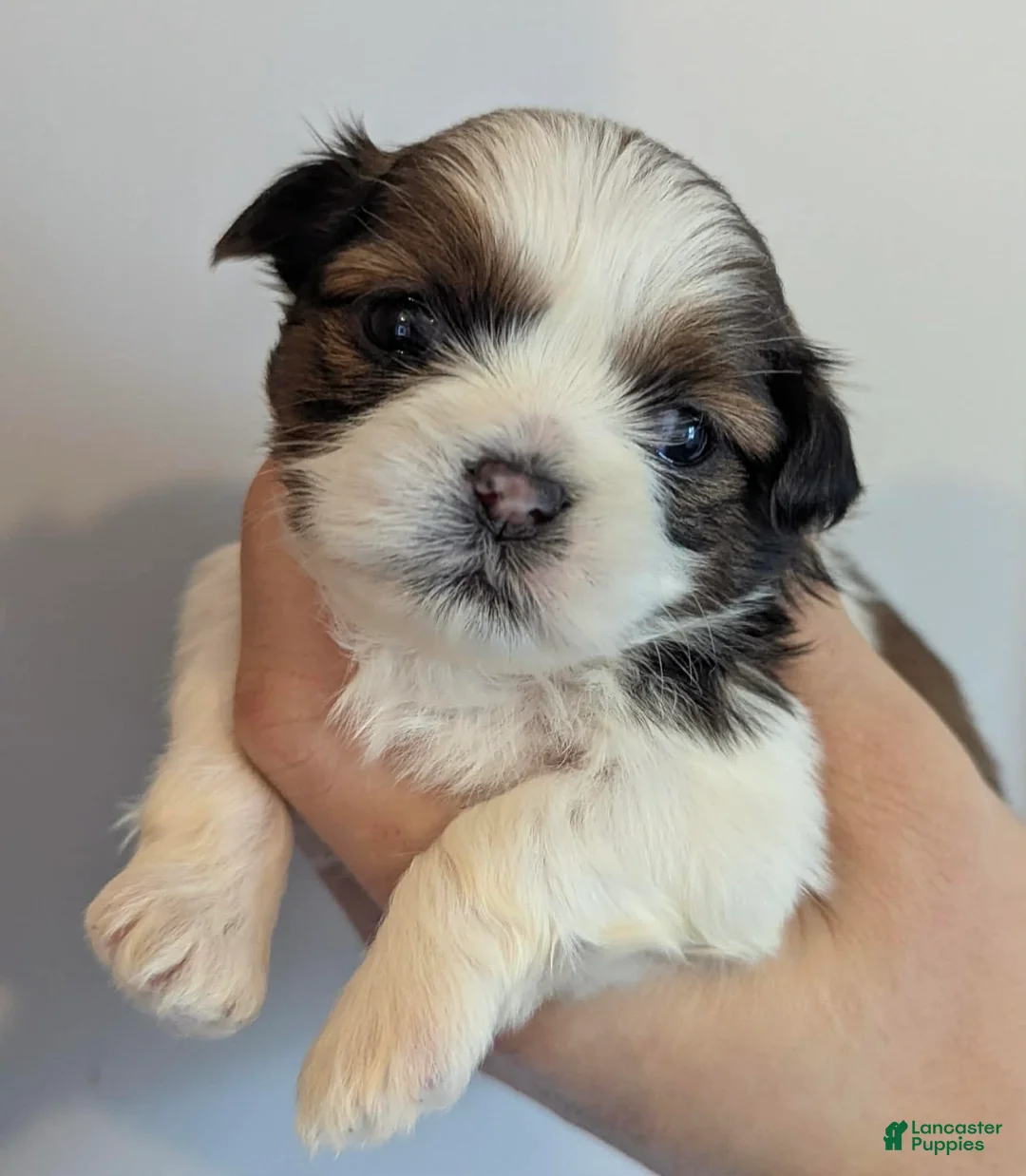 Shih Tzu dogs for sale: Shih Tzu litter of 5 puppies - Ad 1