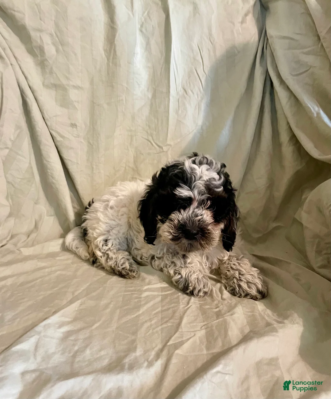Cockapoo dogs for sale: Pooch - Ad 5