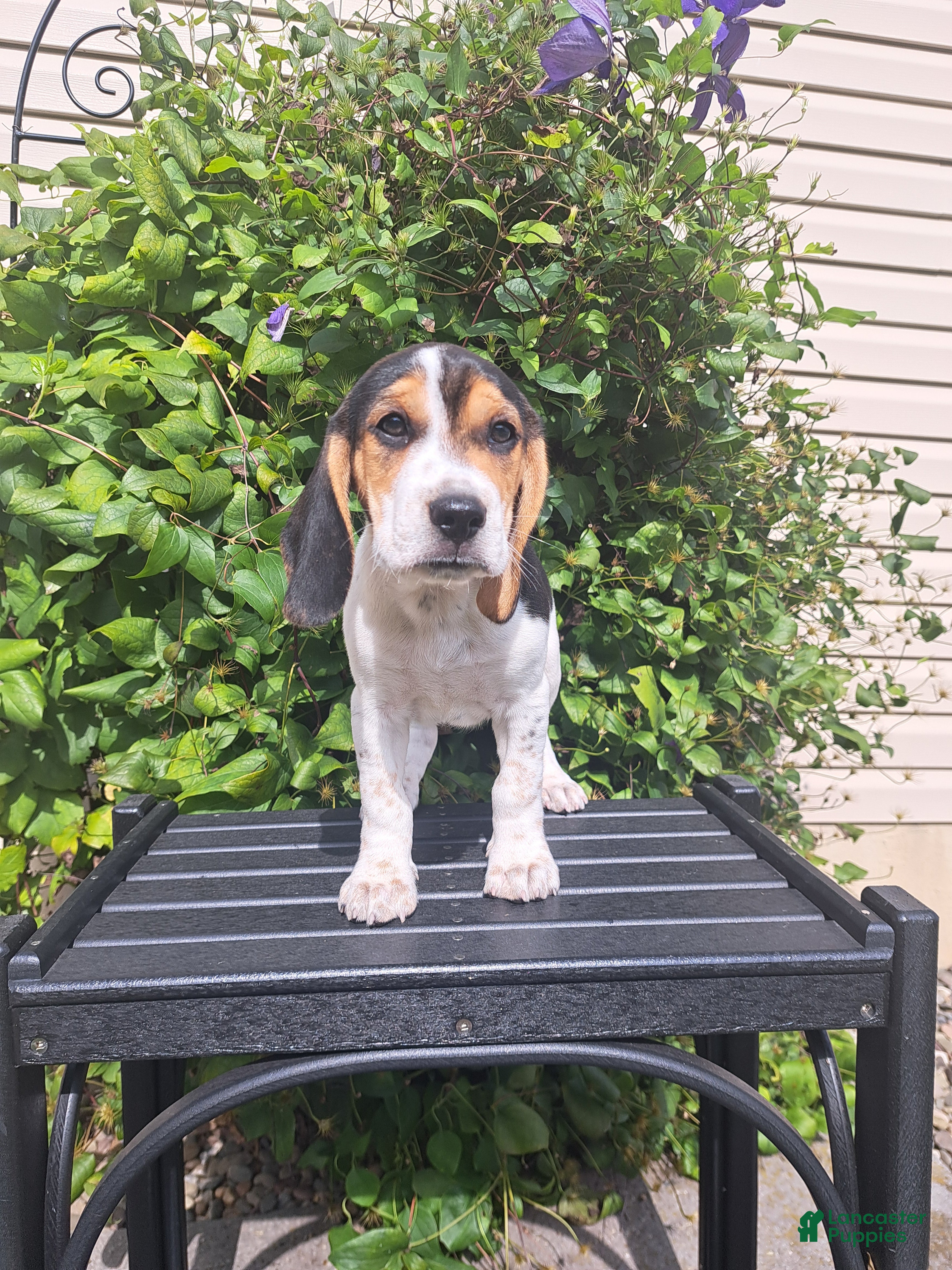 Beagle dogs ARCHIE - Ad 2