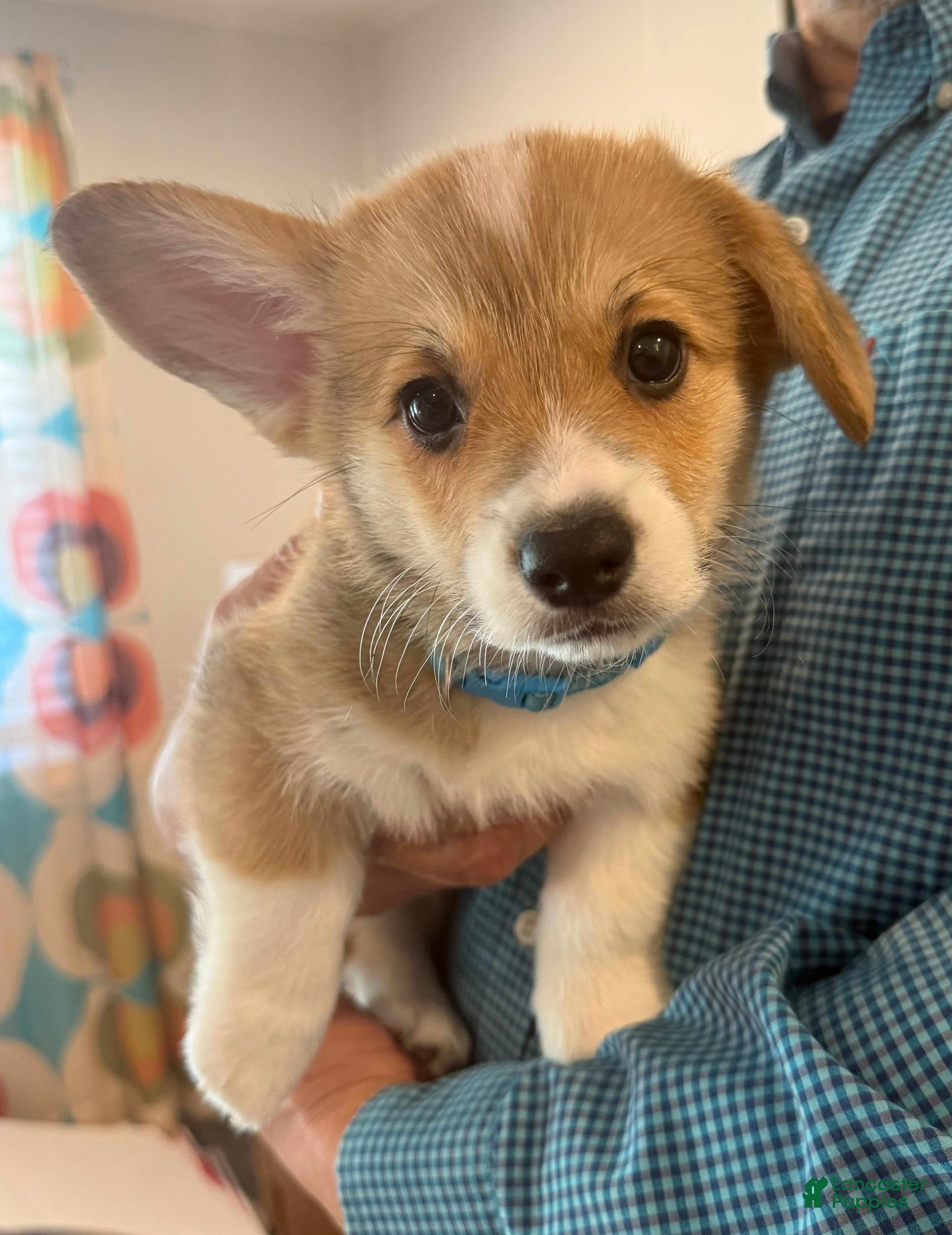 Welsh Corgi Pembroke dogs Franco ( Aqua Collar) - Ad 1