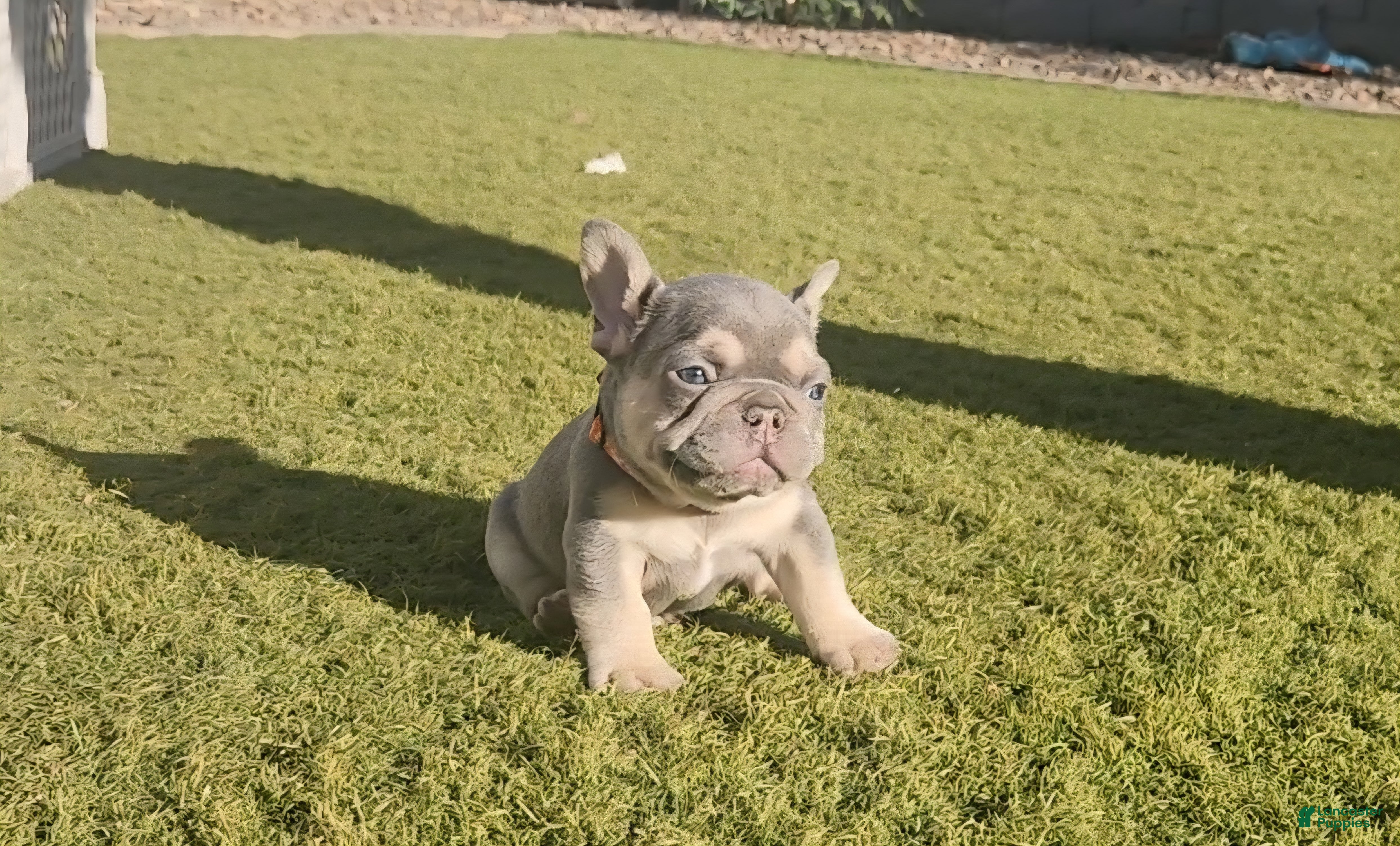 French Bulldog dogs French Bulldog Orange Pup - Ad 2