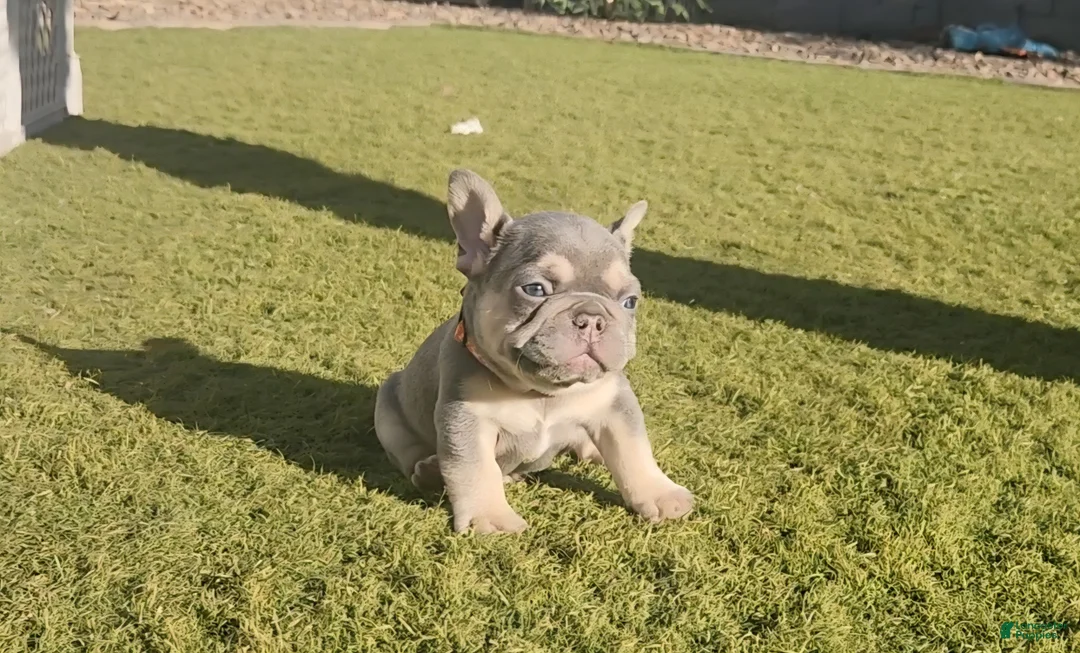 French Bulldog dogs for sale: French Bulldog Orange Pup - Ad 2
