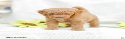 Goldendoodle dogs for sale: Josiah - Ad 11