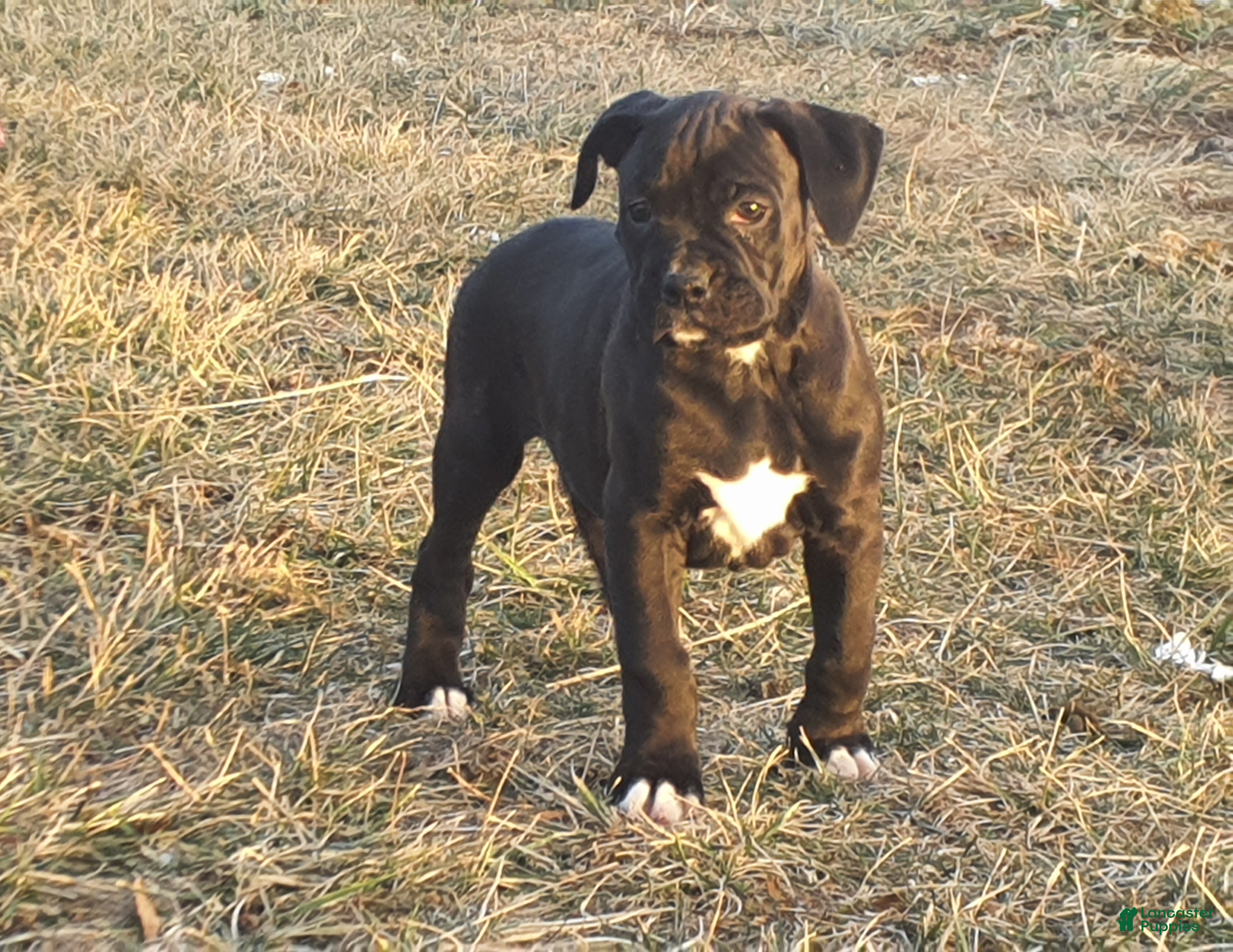 Boxer dogs Jip -AKC- - Ad 11