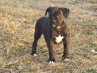 Boxer dogs Jip -AKC- - Ad 17