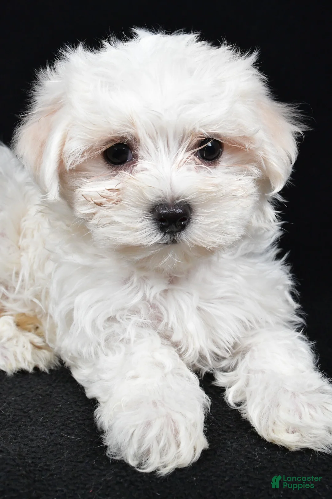 Maltese dogs for sale: Chloe - Ad 10