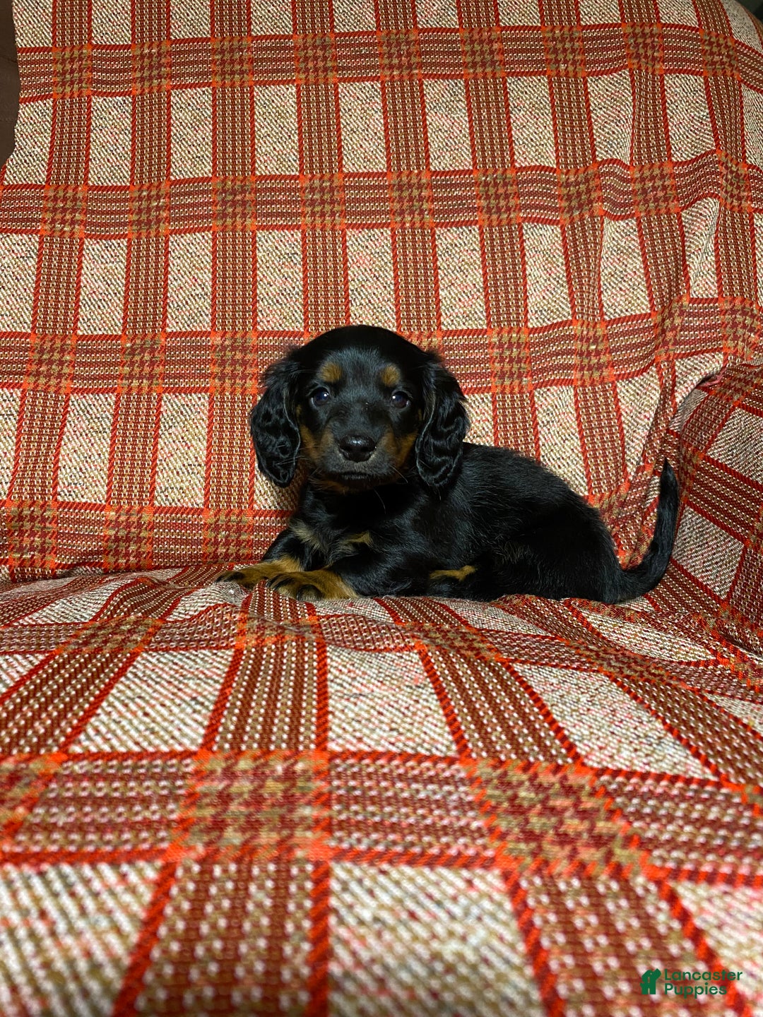 Miniature Dachshund dogs for sale: Miniature Dachshund Puppy 3 - Ad 1