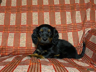 Miniature Dachshund dogs Miniature Dachshund Puppy 3 - Ad 6