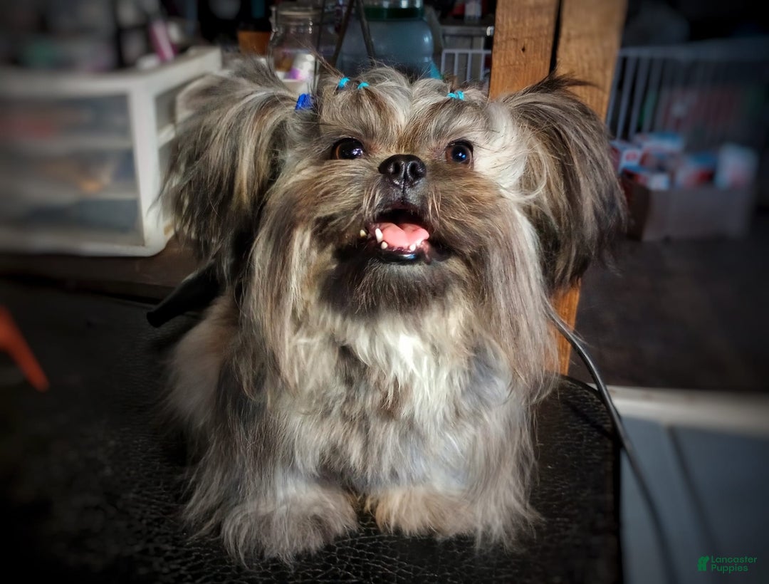 Shih Tzu dogs for sale: Ewok Naturally-reared - Ad 8