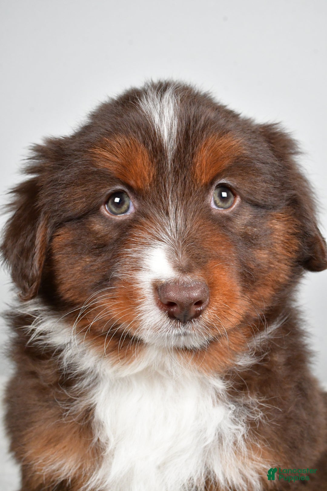 Miniature Australian Shepherd dogs for sale: Rover - Ad 9