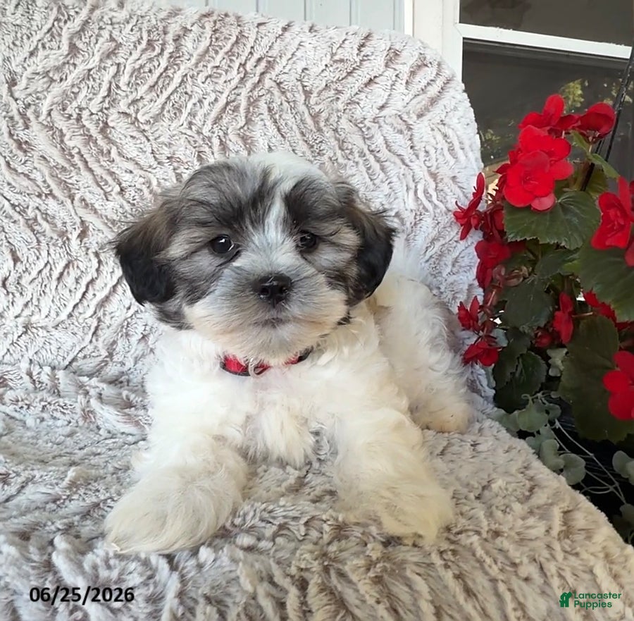 Teddy Bear dogs Oscar - Ad 2