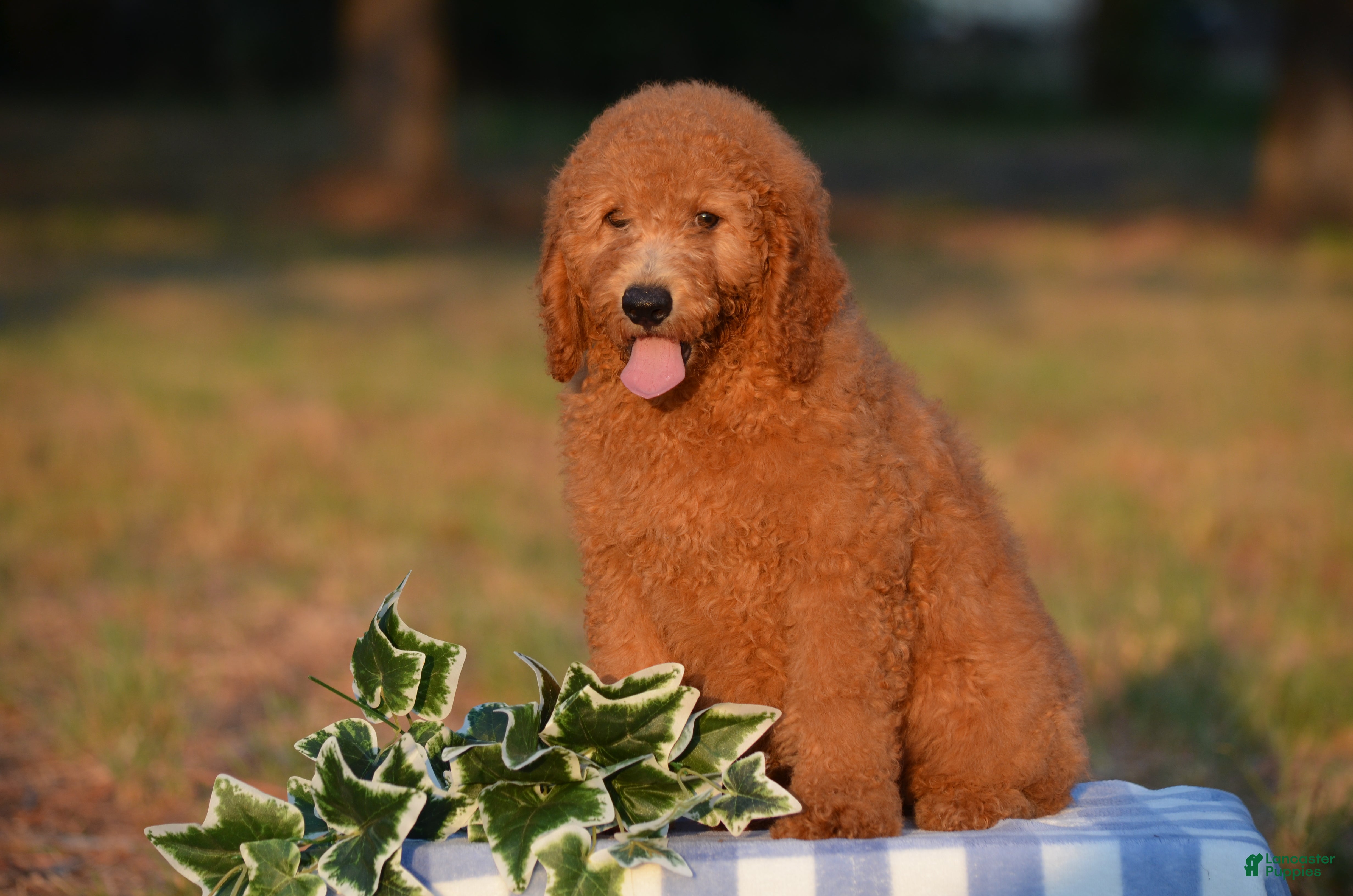 Mini Goldendoodle dogs Andy  - Ad 2