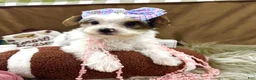 Yorkshire Terrier dogs for sale: Bonnie Bell - Ad 8