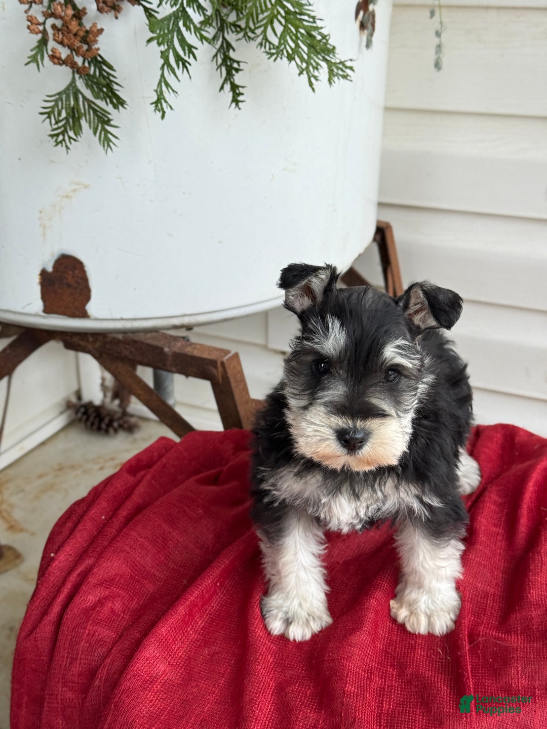 Miniature Schnauzer dogs for sale: Snuggles - Ad 8