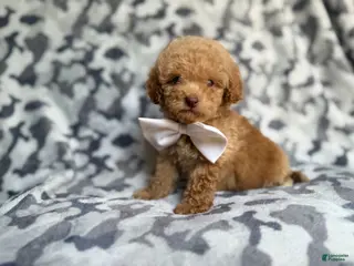 Cockapoo dogs Freddy - Ad 18