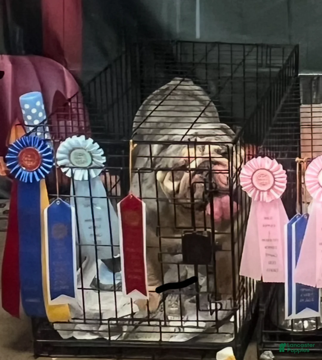 English Bulldog dogs for stud: Dart  - Ad 2