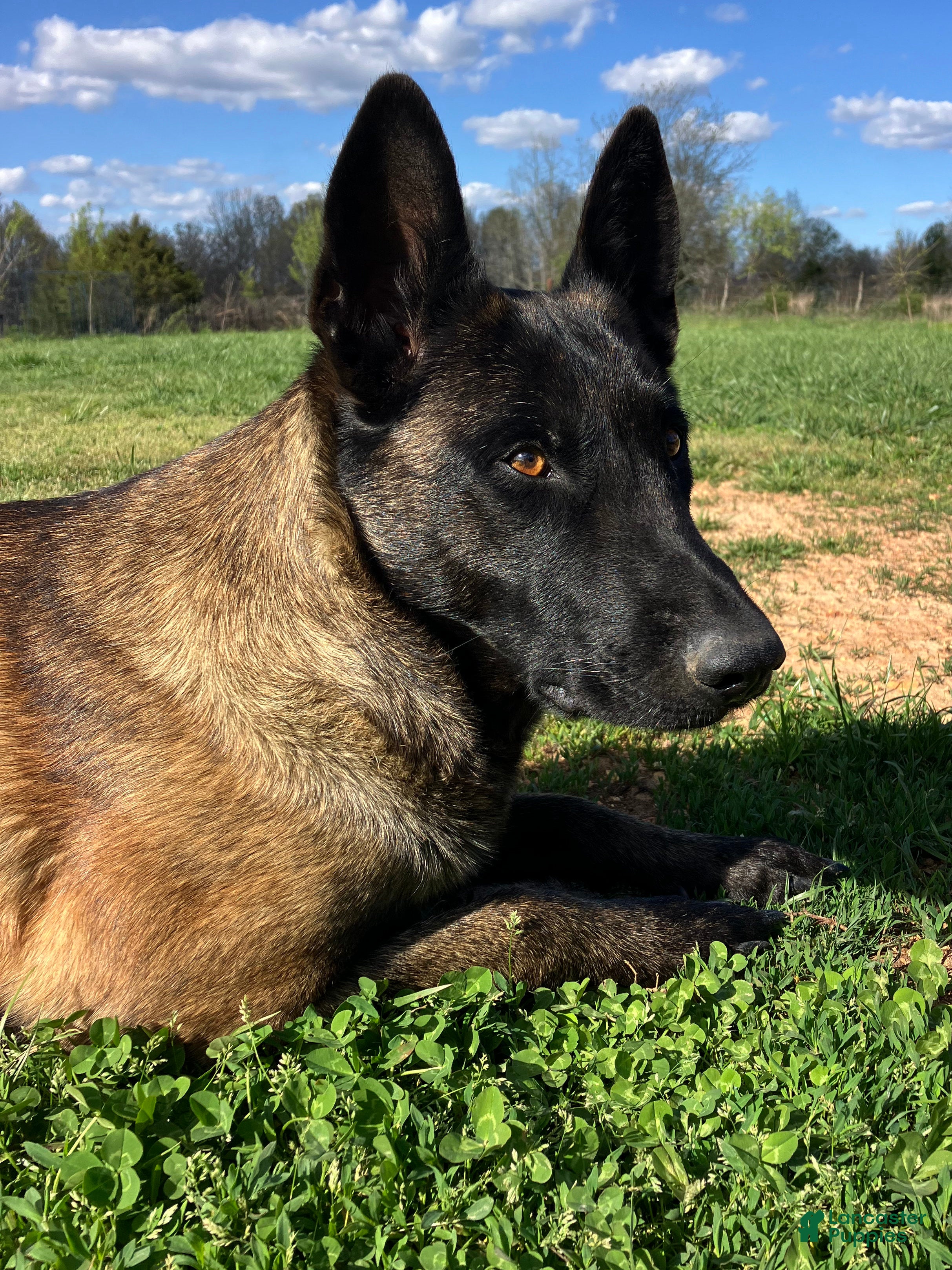 Belgian Malinois dogs Belgian Malinois Puppy Female (F1) - Ad 2