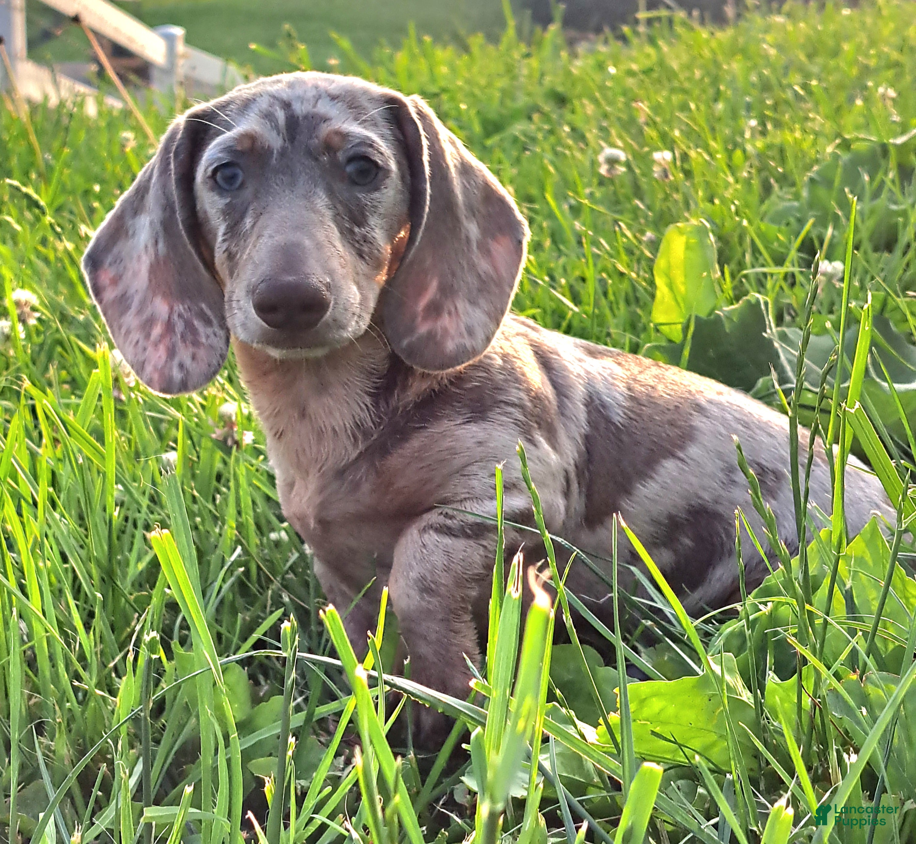 Miniature Dachshund dogs Palmer - Ad 1