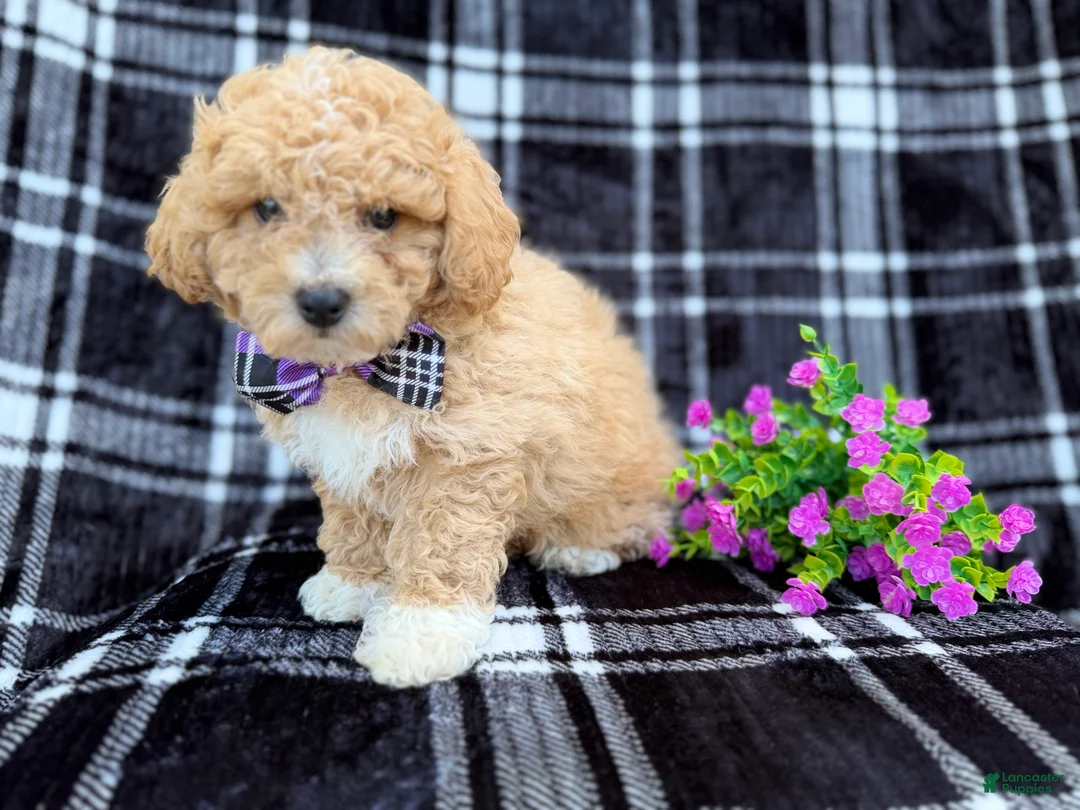 Bichpoo dogs for sale: Baxter  - Ad 6