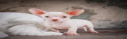 Chihuahua dogs for sale: Cole - Ad 7