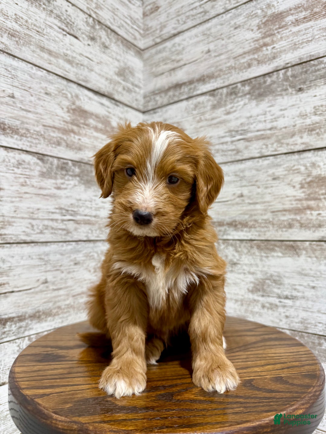 Mini Goldendoodle dogs for sale: Liam - Ad 6