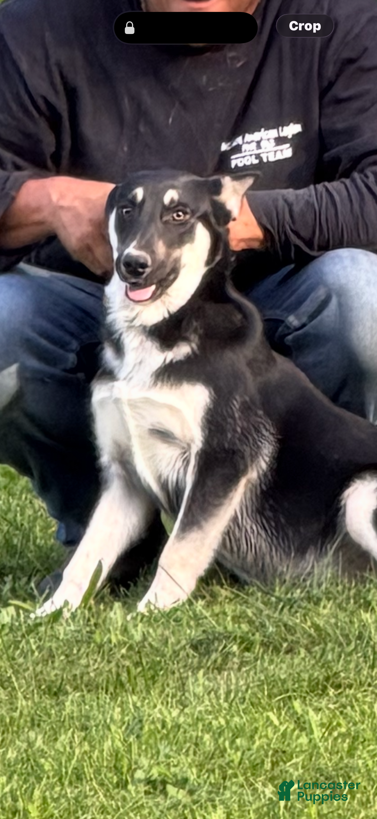 Gerberian Shepsky dogs Kash - Ad 35