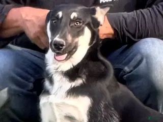 Gerberian Shepsky dogs Kash - Ad 35