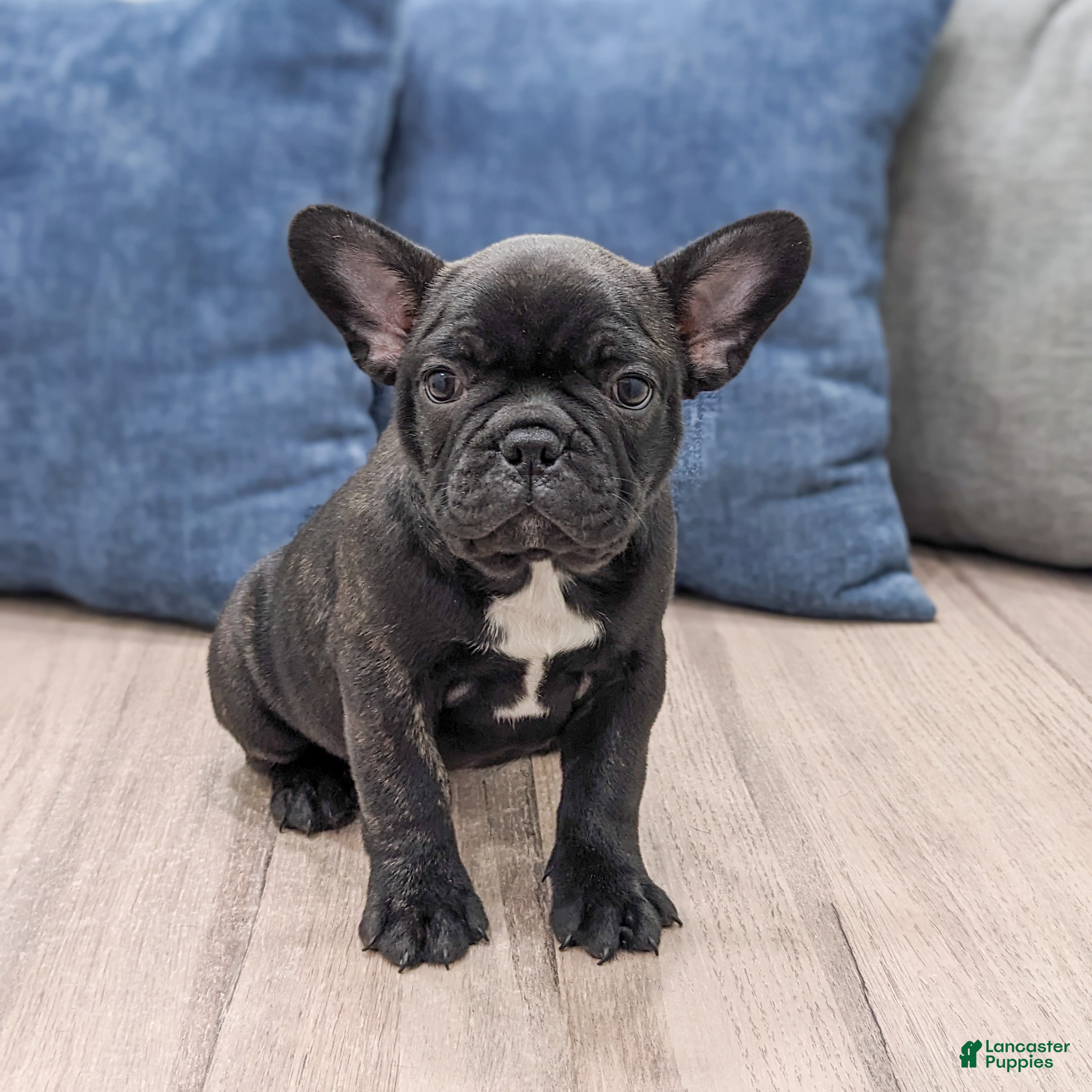 Frenchton dogs Dash - Ad 36