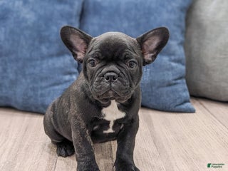 Frenchton dogs Dash - Ad 16