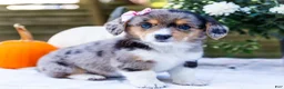 Mixed Breed dogs for sale: Coco - Ad 16