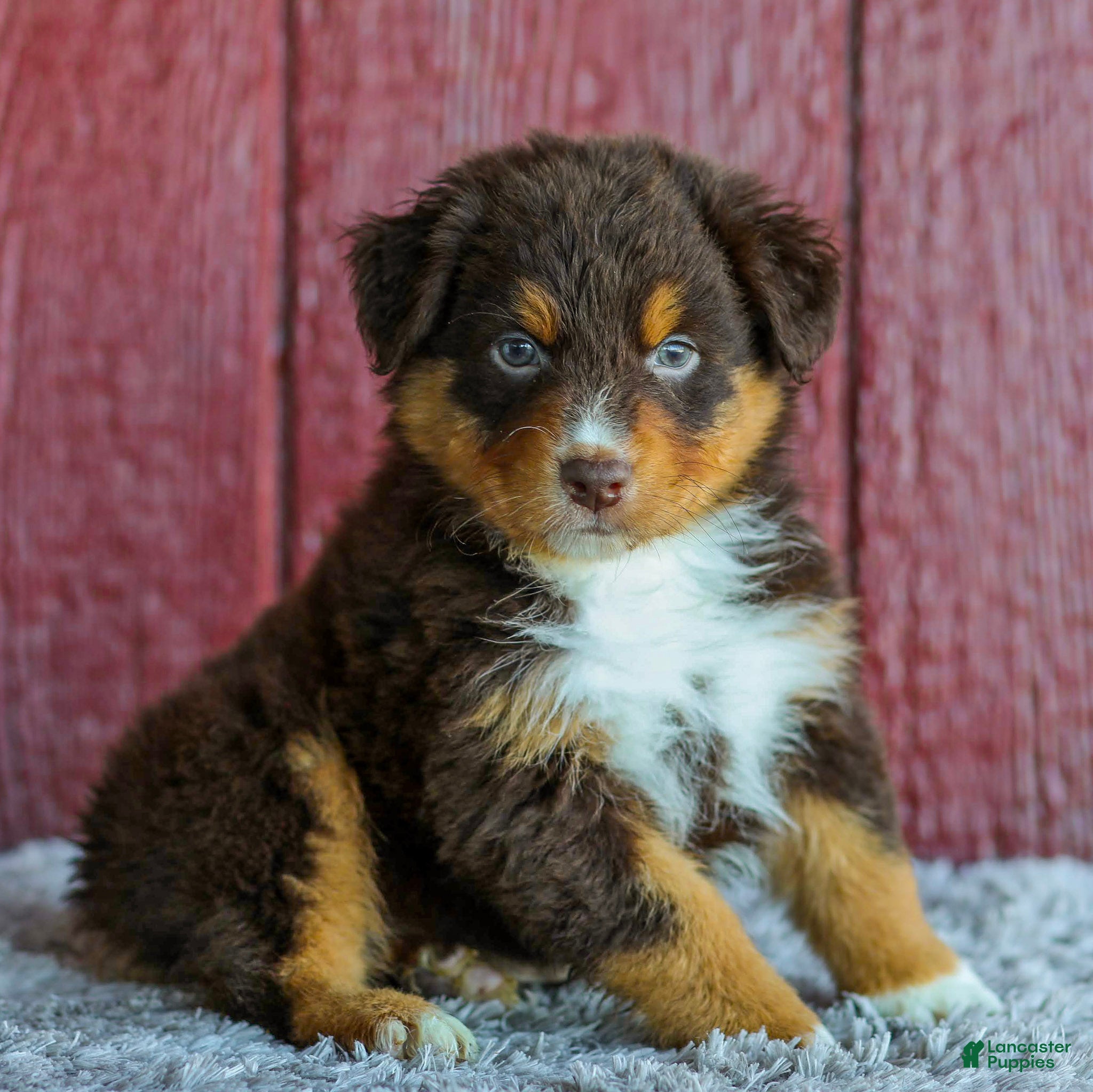 Australian Shepherd dogs for sale: Trent - Ad 1