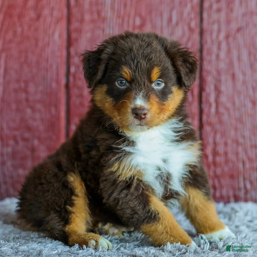 Australian Shepherd dogs for sale: Trent - Ad 1