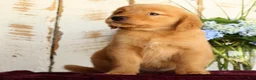 Golden Retriever dogs for sale: Shasta - Ad 3