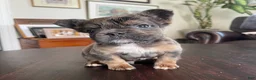 French Bulldog dogs for sale: Hershey  - Ad 1