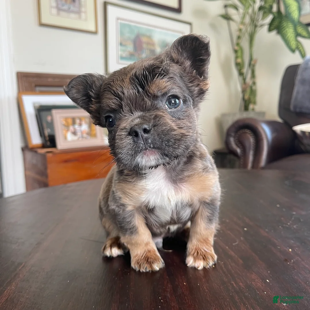 French Bulldog dogs for sale: Hershey  - Ad 1