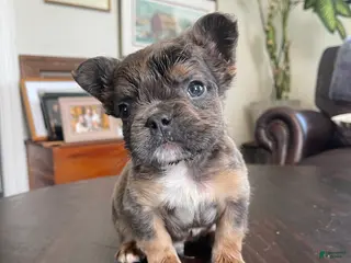 French Bulldog dogs Hershey - Ad 1