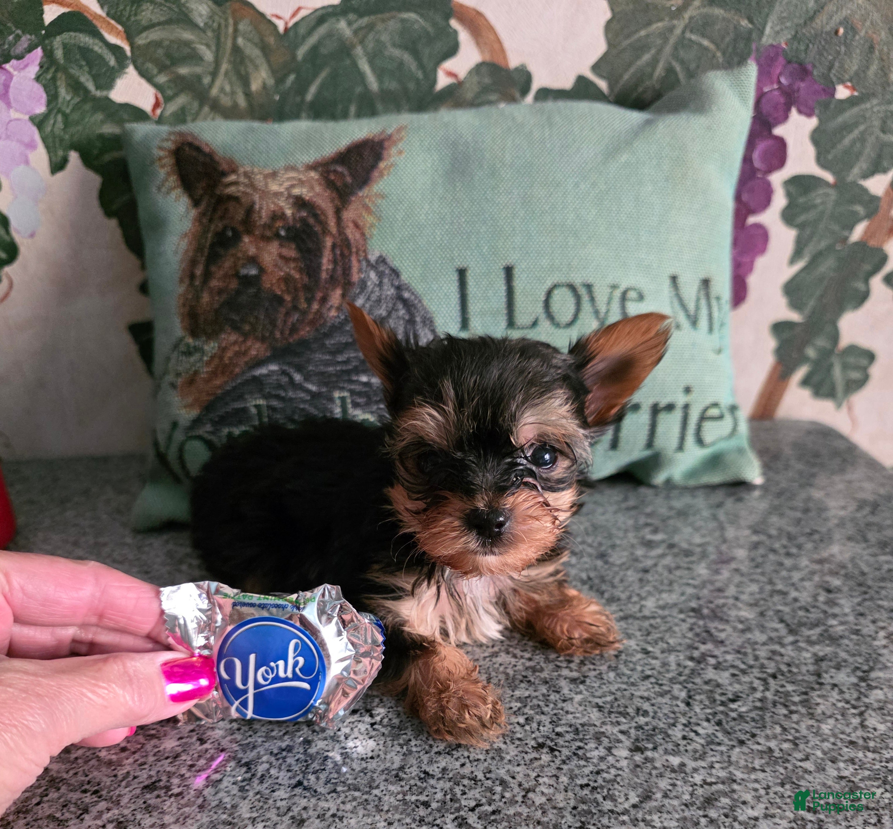 Yorkshire Terrier dogs AKC NUGGET (Teacup) - Ad 1