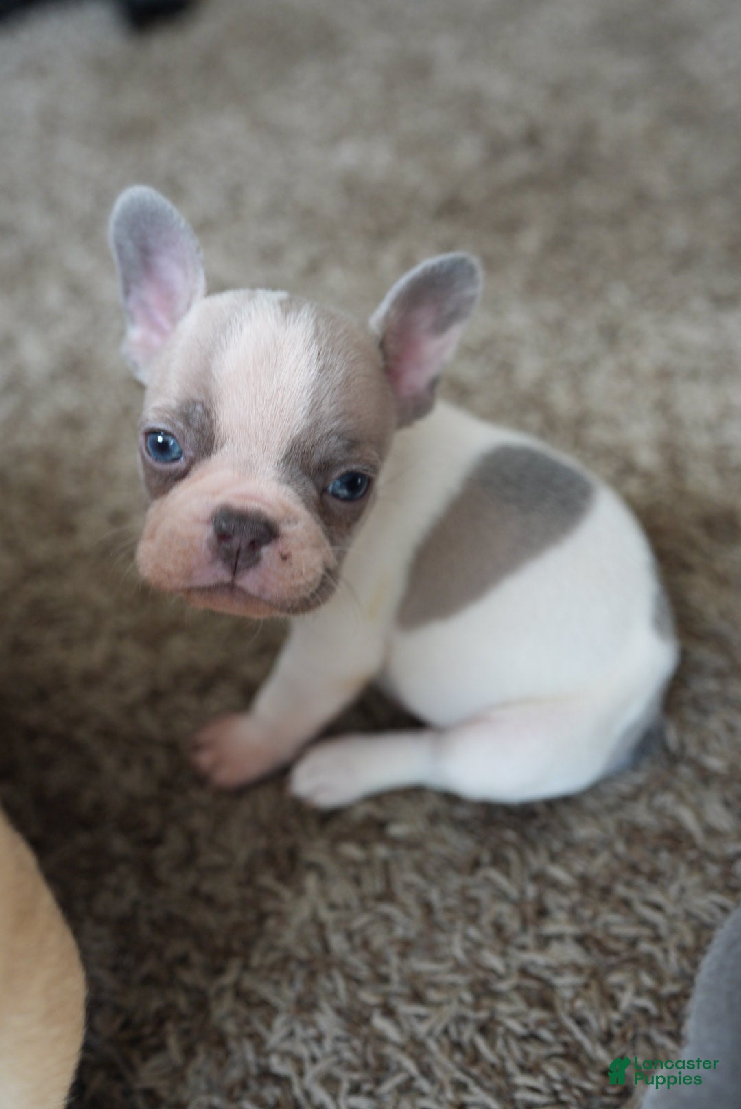 French Bulldog dogs for sale: French Bulldog Puppy  - Ad 1