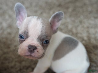 French Bulldog dogs French Bulldog Puppy - Ad 13