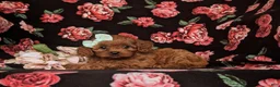 Cavapoo dogs for sale: Tilly - Ad 5