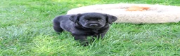 Labrador Retriever dogs for sale: Mario - Ad 4