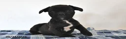 Mixed Breed dogs for sale: Luke - Ad 4