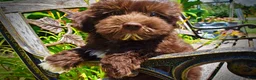 Havapoo dogs for sale: Ewok - Ad 4