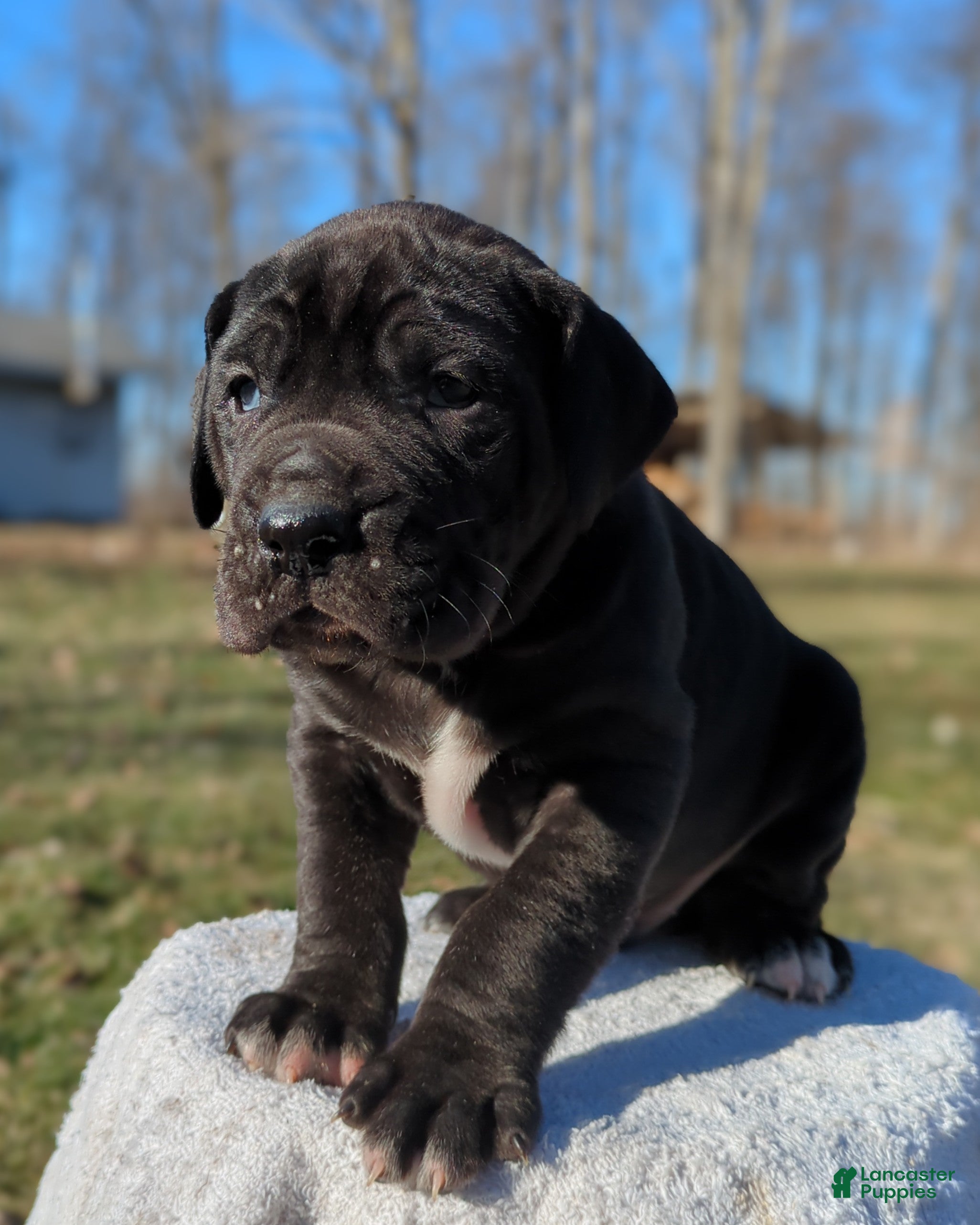 Great Dane dogs Ebony - Ad 2