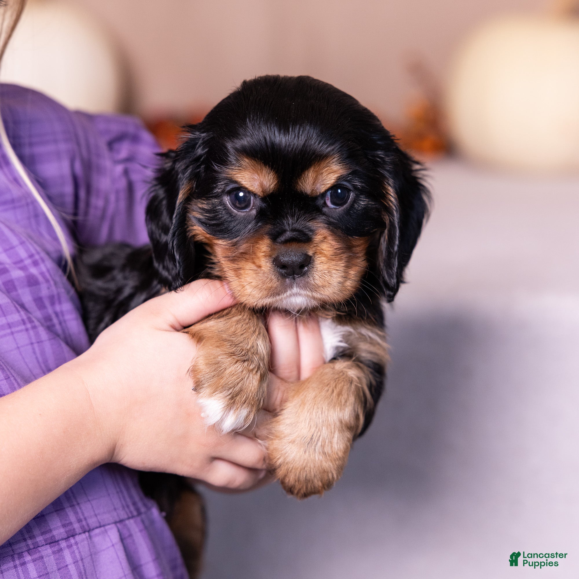 Cavalier King Charles Spaniel dogs Selah - Ad 1